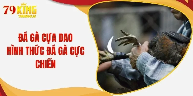 Đá Gà Cựa Dao - Đỉnh Cao Những Trận Chiến Chuyên Nghiệp